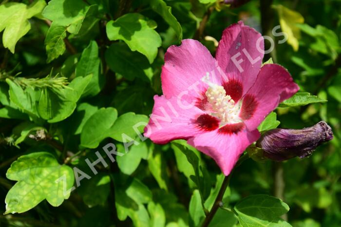 Ibišek syrský 'Tricolor' - Hibiscus syriacus 'Tricolor'