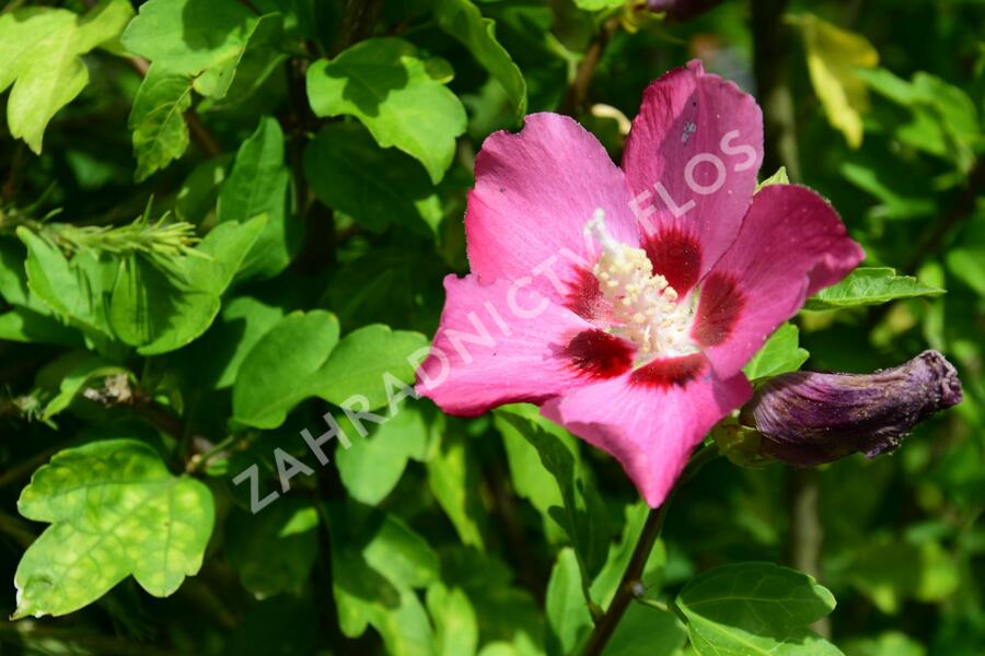 Ibišek syrský 'Tricolor' - Hibiscus syriacus 'Tricolor'