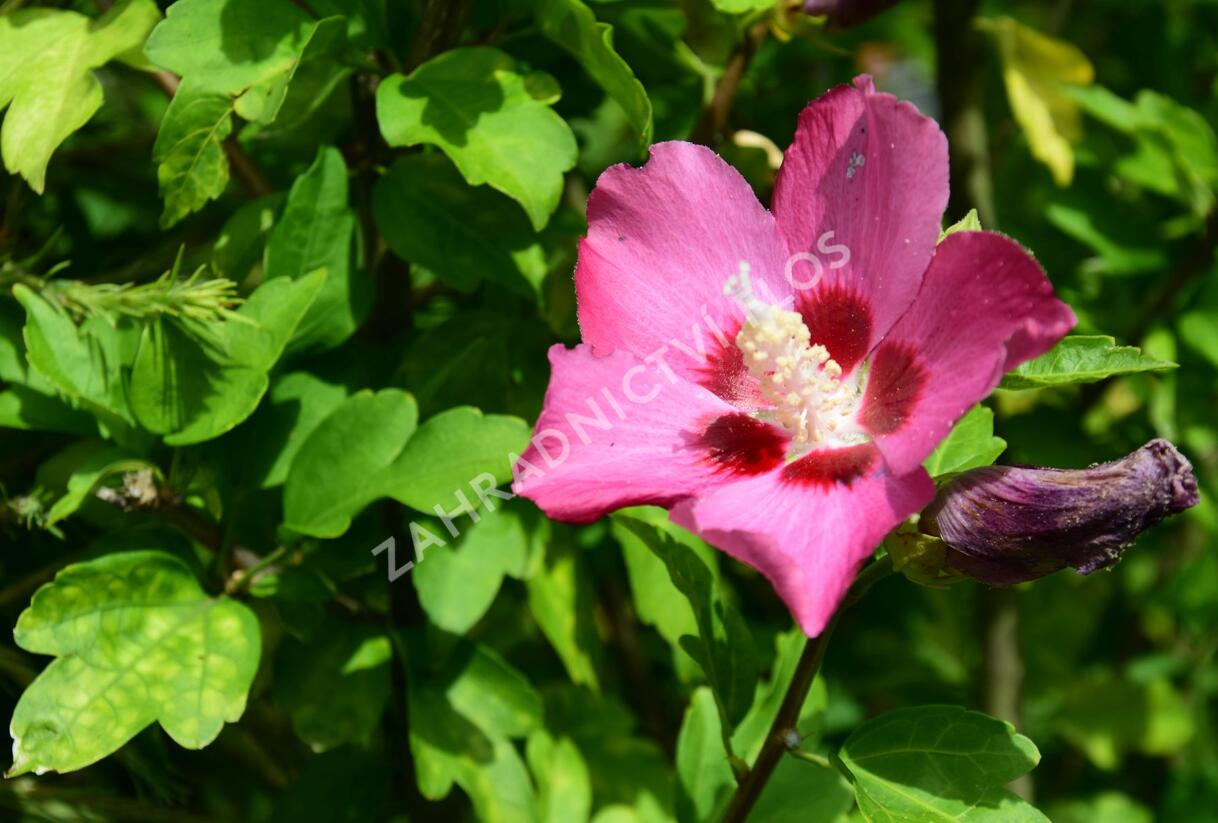 Ibišek syrský 'Tricolor' - Hibiscus syriacus 'Tricolor'