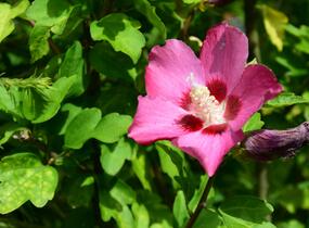 Ibišek syrský 'Tricolor' - Hibiscus syriacus 'Tricolor'