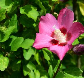 Ibišek syrský 'Tricolor' - Hibiscus syriacus 'Tricolor'