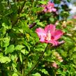 Ibišek syrský 'Tricolor' - Hibiscus syriacus 'Tricolor'