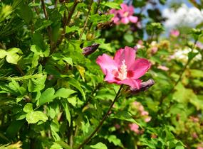 Ibišek syrský 'Tricolor' - Hibiscus syriacus 'Tricolor'