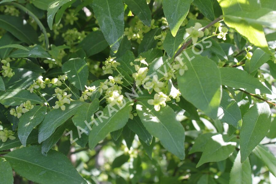 Brslen 'Compacta' - Euonymus ovata 'Compacta'