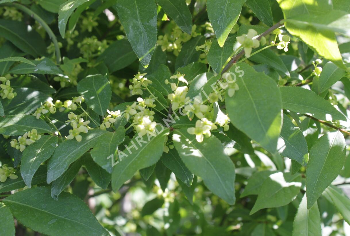 Brslen 'Compacta' - Euonymus ovata 'Compacta'