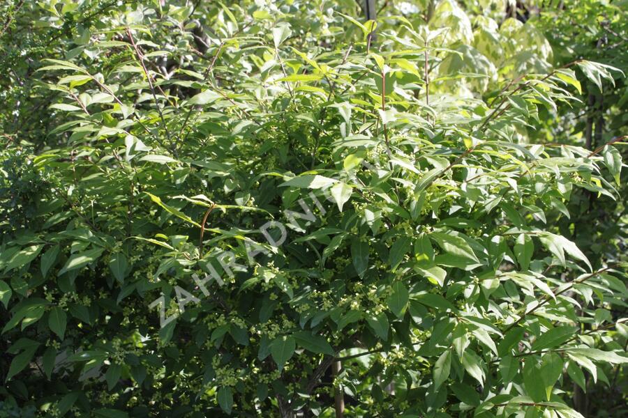 Brslen 'Compacta' - Euonymus ovata 'Compacta'