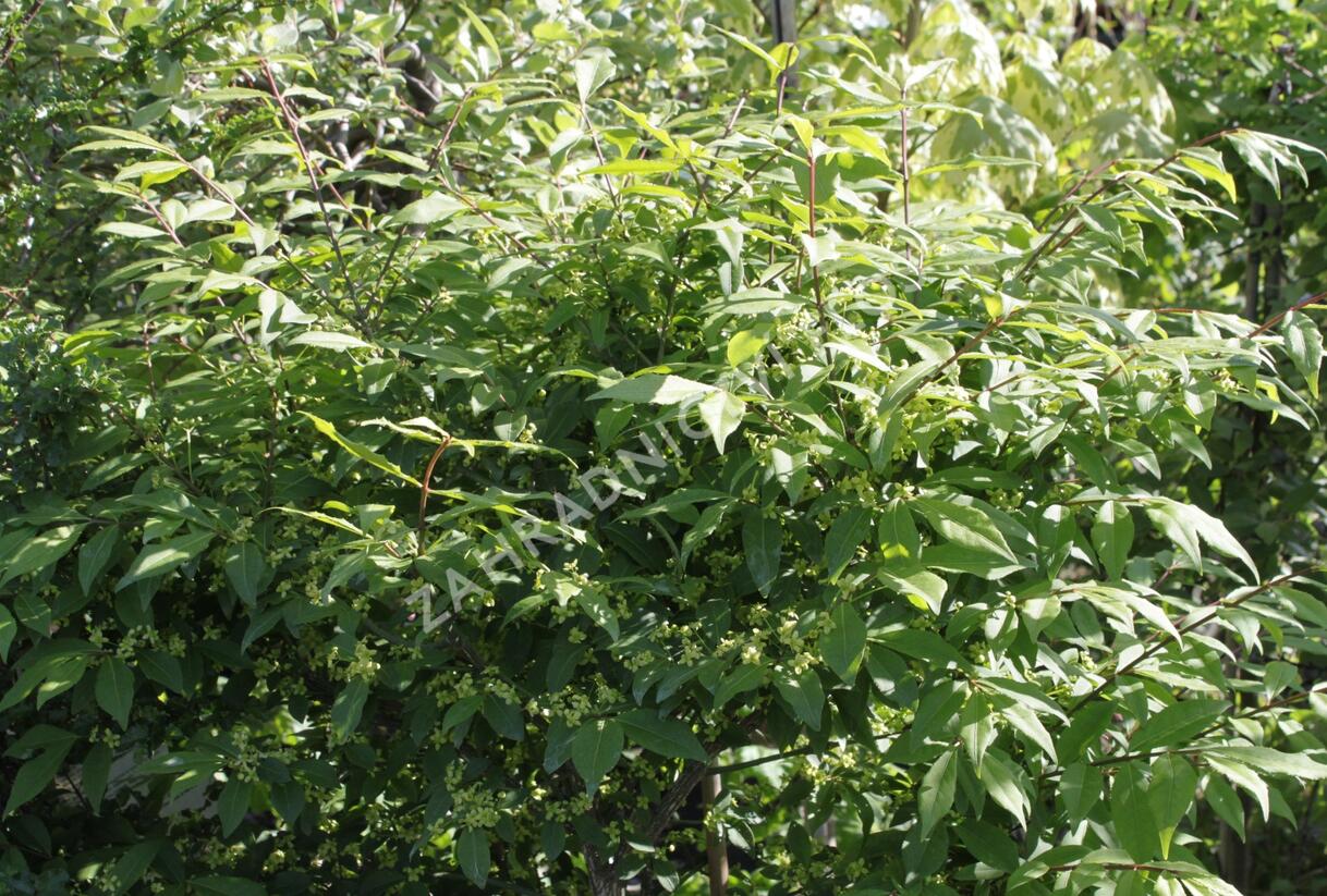 Brslen 'Compacta' - Euonymus ovata 'Compacta'