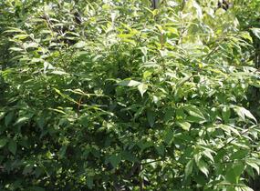 Brslen 'Compacta' - Euonymus ovata 'Compacta'