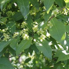 Brslen 'Compacta' - Euonymus ovata 'Compacta'