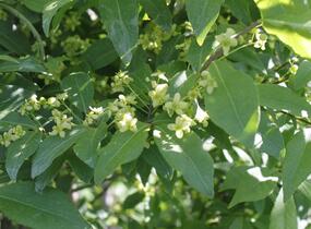 Brslen 'Compacta' - Euonymus ovata 'Compacta'