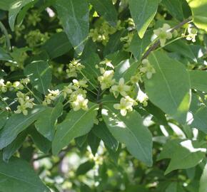 Brslen 'Compacta' - Euonymus ovata 'Compacta'