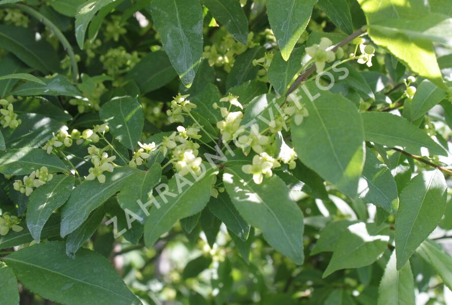 Brslen 'Compacta' - Euonymus ovata 'Compacta'