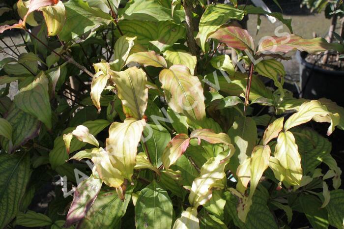 Dřín květnatý 'Pink Flame' - Cornus florida 'Pink Flame'