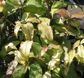 Dřín květnatý 'Pink Flame' - Cornus florida 'Pink Flame'