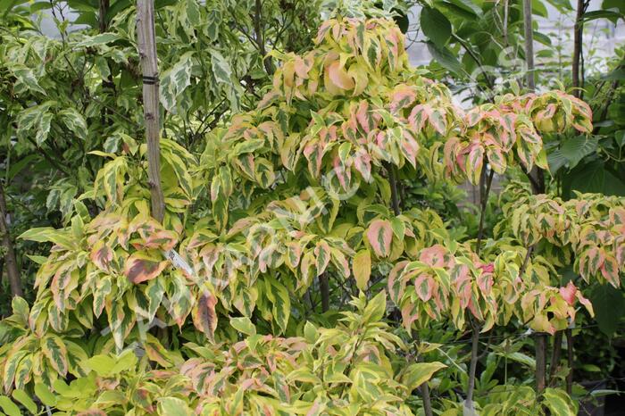 Dřín květnatý 'Cherokee Sunset' - Cornus florida 'Cherokee Sunset'