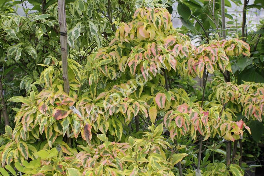 Dřín květnatý 'Cherokee Sunset' - Cornus florida 'Cherokee Sunset'