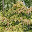 Dřín květnatý 'Cherokee Sunset' - Cornus florida 'Cherokee Sunset'