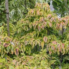 Dřín květnatý 'Cherokee Sunset' - Cornus florida 'Cherokee Sunset'