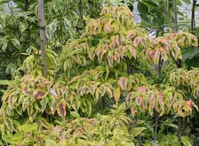 Dřín květnatý 'Cherokee Sunset' - Cornus florida 'Cherokee Sunset'