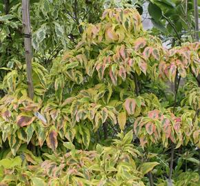 Dřín květnatý 'Cherokee Sunset' - Cornus florida 'Cherokee Sunset'