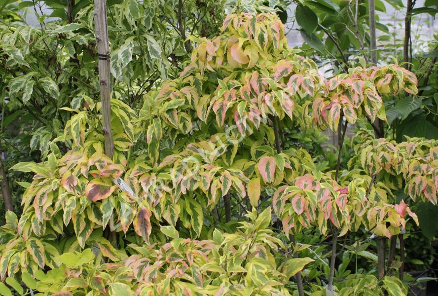 Dřín květnatý 'Cherokee Sunset' - Cornus florida 'Cherokee Sunset'
