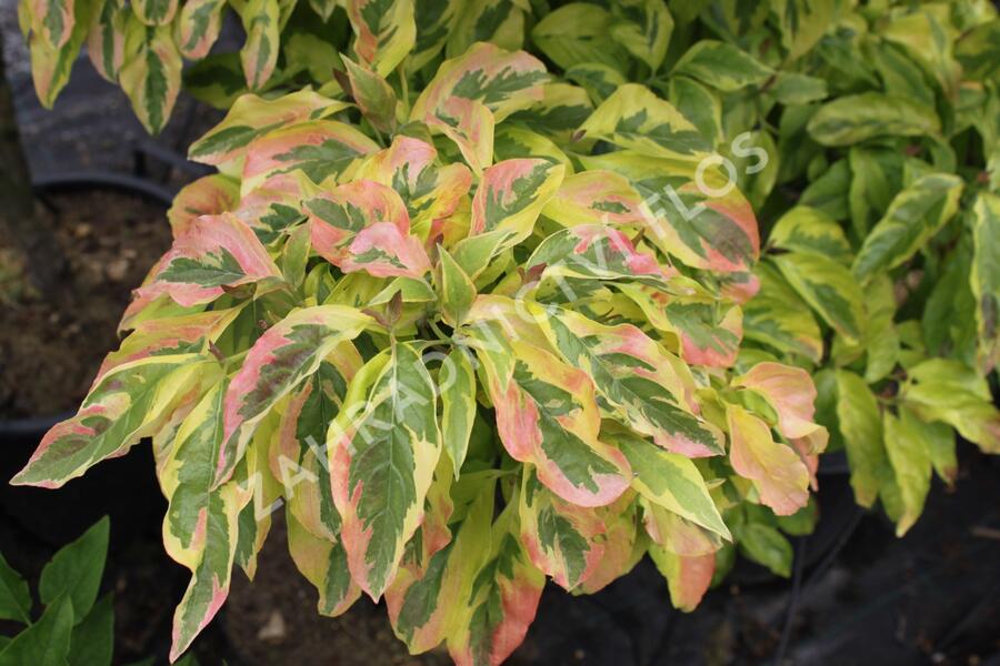 Dřín květnatý 'Cherokee Sunset' - Cornus florida 'Cherokee Sunset'