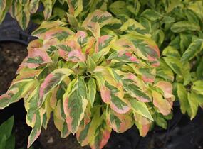 Dřín květnatý 'Cherokee Sunset' - Cornus florida 'Cherokee Sunset'