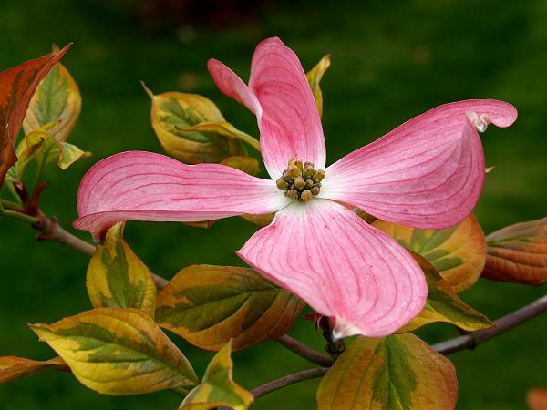 Dřín květnatý 'Cherokee Sunset' - Cornus florida 'Cherokee Sunset'