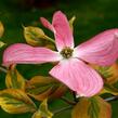 Dřín květnatý 'Cherokee Sunset' - Cornus florida 'Cherokee Sunset'