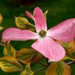 Dřín květnatý 'Cherokee Sunset' - Cornus florida 'Cherokee Sunset'