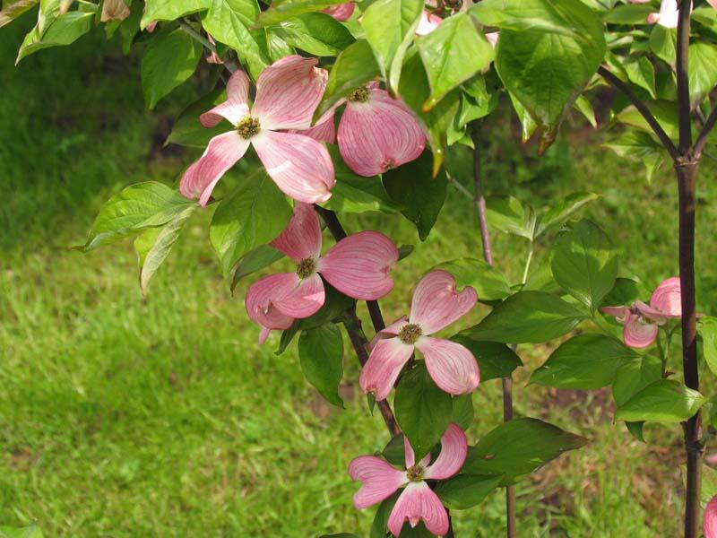 Dřín květnatý 'Cherokee Chief' - Cornus florida 'Cherokee Chief'