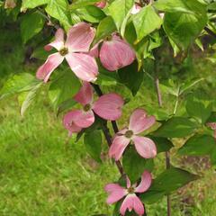 Dřín květnatý 'Cherokee Chief' - Cornus florida 'Cherokee Chief'