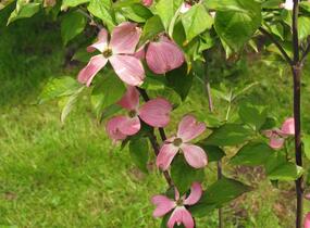 Dřín květnatý 'Cherokee Chief' - Cornus florida 'Cherokee Chief'