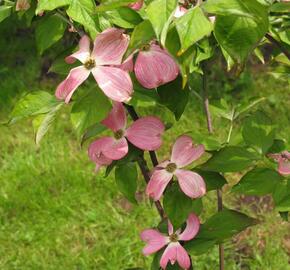 Dřín květnatý 'Cherokee Chief' - Cornus florida 'Cherokee Chief'