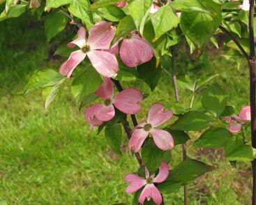 Dřín květnatý 'Cherokee Chief'