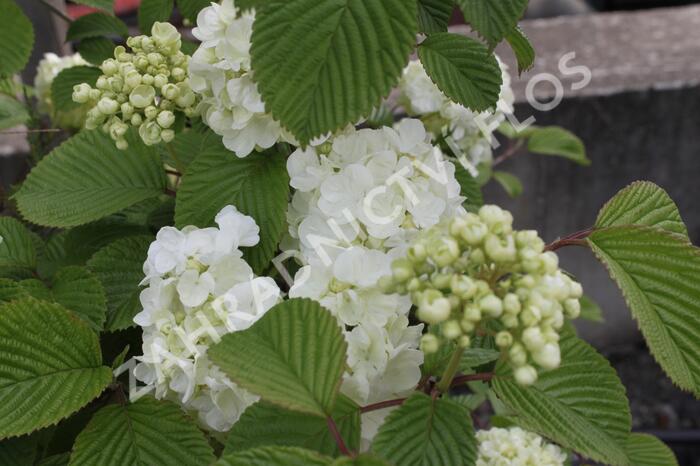 Kalina japonská 'Mariesii Great Star' - Viburnum plicatum 'Mariesii Great Star'