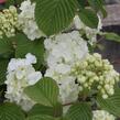 Kalina japonská 'Mariesii Great Star' - Viburnum plicatum 'Mariesii Great Star'