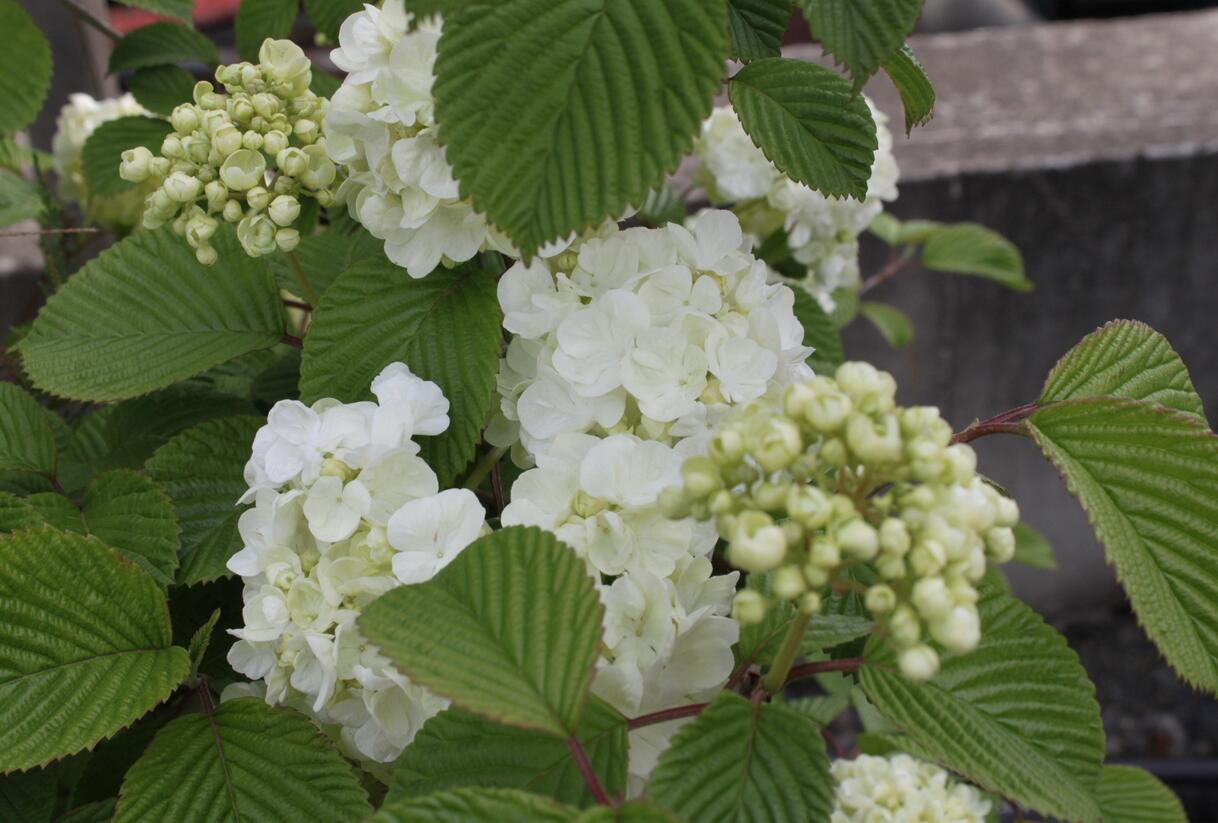 Kalina japonská 'Mariesii Great Star' - Viburnum plicatum 'Mariesii Great Star'