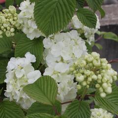 Kalina japonská 'Mariesii Great Star' - Viburnum plicatum 'Mariesii Great Star'