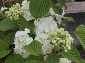 Kalina japonská 'Mariesii Great Star' - Viburnum plicatum 'Mariesii Great Star'