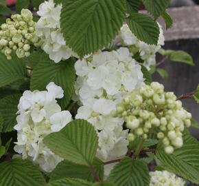 Kalina japonská 'Mariesii Great Star' - Viburnum plicatum 'Mariesii Great Star'