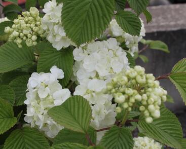 Kalina japonská 'Mariesii Great Star'