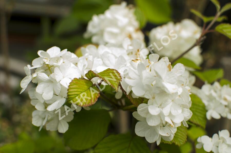 Kalina japonská 'Mariesii Great Star' - Viburnum plicatum 'Mariesii Great Star'