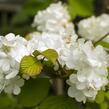 Kalina japonská 'Mariesii Great Star' - Viburnum plicatum 'Mariesii Great Star'