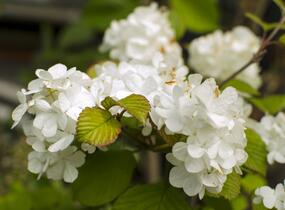 Kalina japonská 'Mariesii Great Star' - Viburnum plicatum 'Mariesii Great Star'