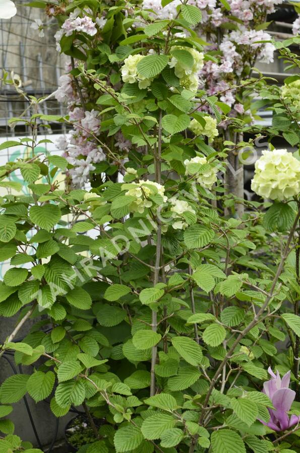 Kalina japonská 'Mariesii Great Star' - Viburnum plicatum 'Mariesii Great Star'