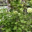 Kalina japonská 'Mariesii Great Star' - Viburnum plicatum 'Mariesii Great Star'