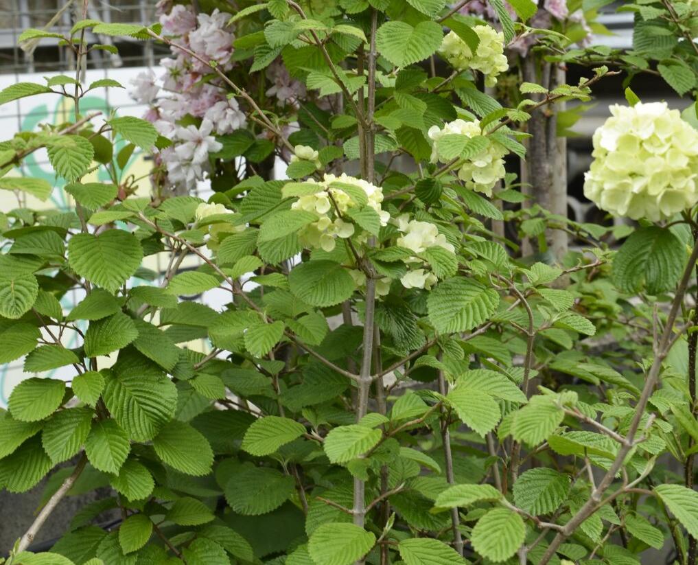 Kalina japonská 'Mariesii Great Star' - Viburnum plicatum 'Mariesii Great Star'
