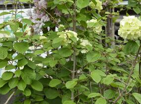 Kalina japonská 'Mariesii Great Star' - Viburnum plicatum 'Mariesii Great Star'