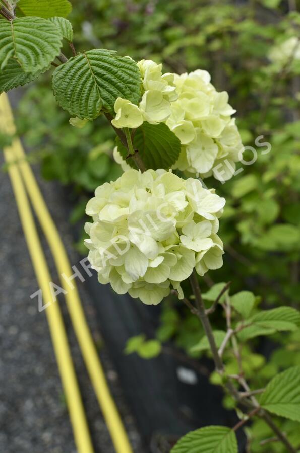 Kalina japonská 'Mariesii Great Star' - Viburnum plicatum 'Mariesii Great Star'